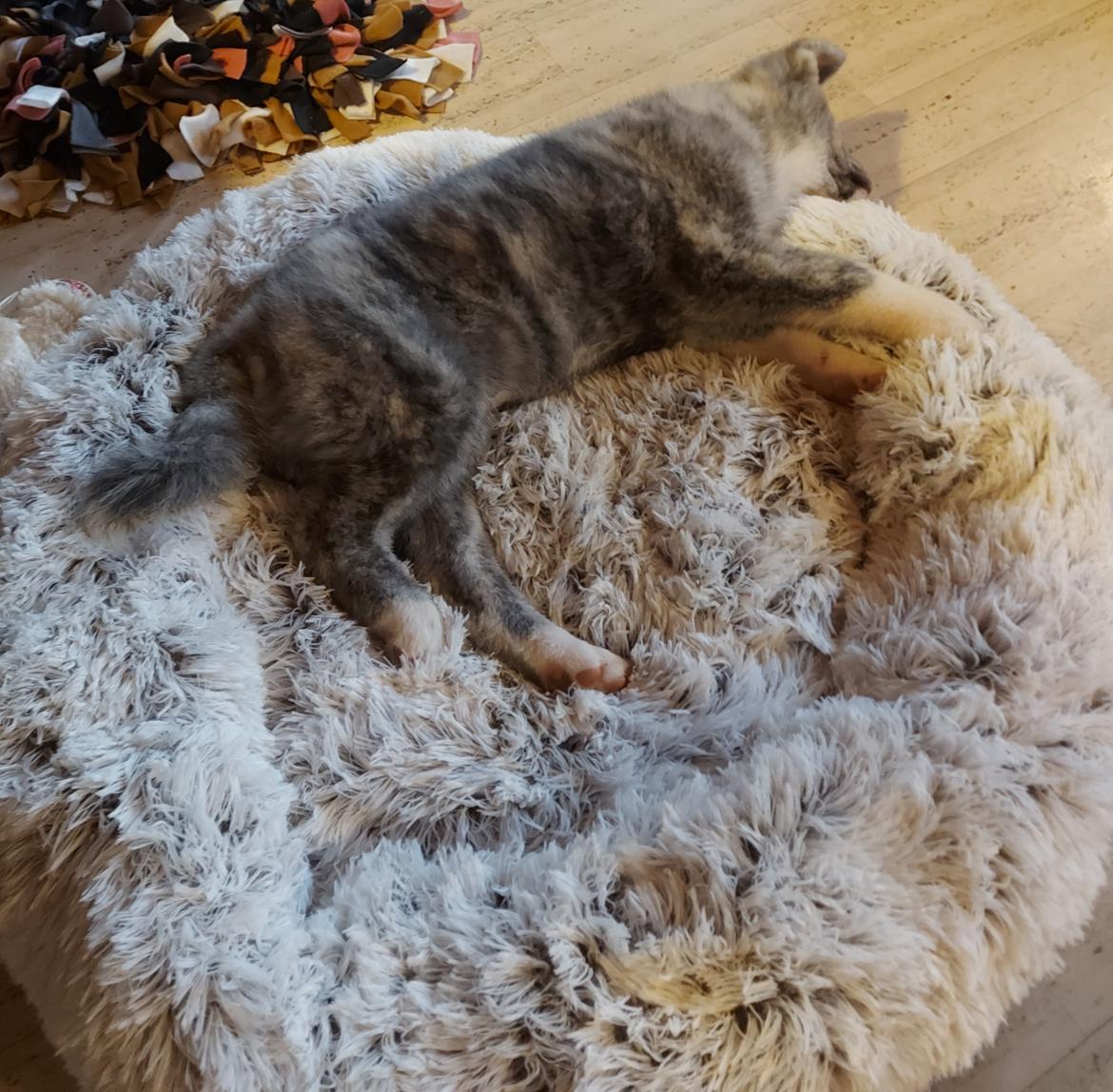 Akita inu Sachihiro Go billede 2