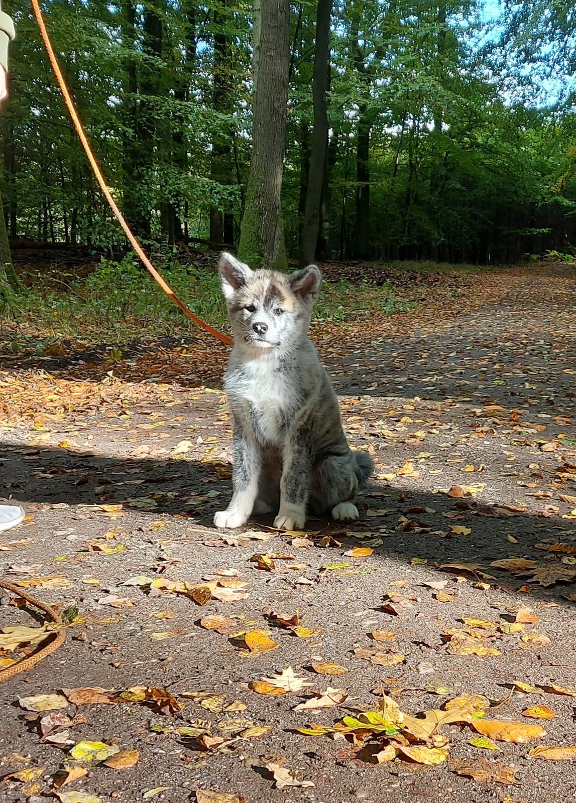Akita inu Sachihiro Go billede 4