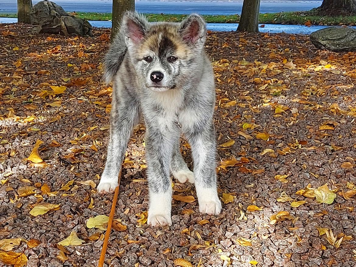 Akita inu Sachihiro Go - lige knap 12 uger gammel  billede 5
