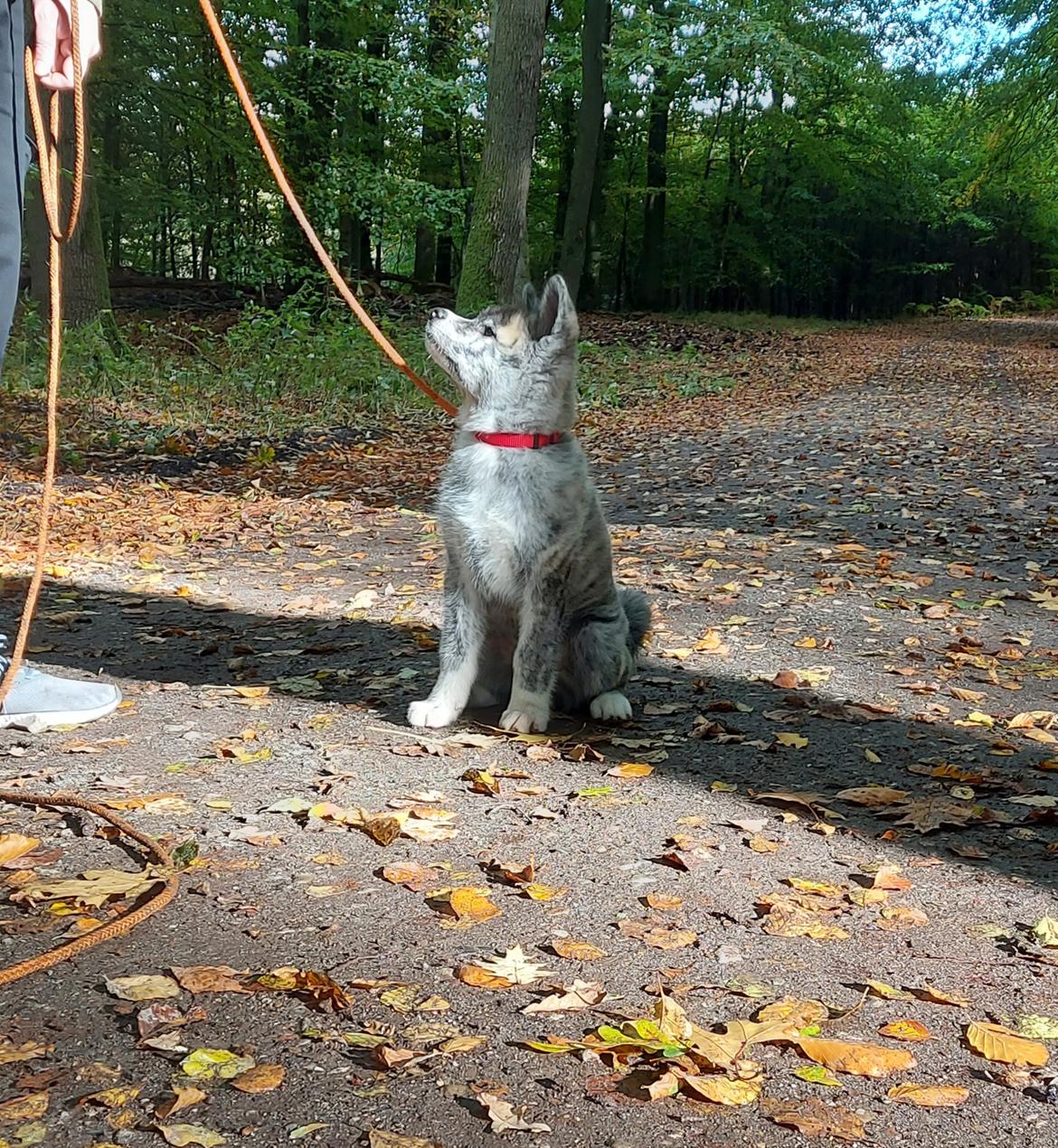 Akita inu Sachihiro Go billede 3