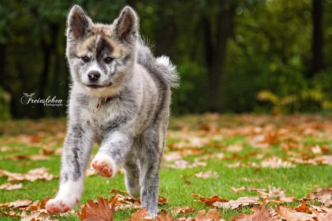 Akita inu Sachihiro Go billede 7