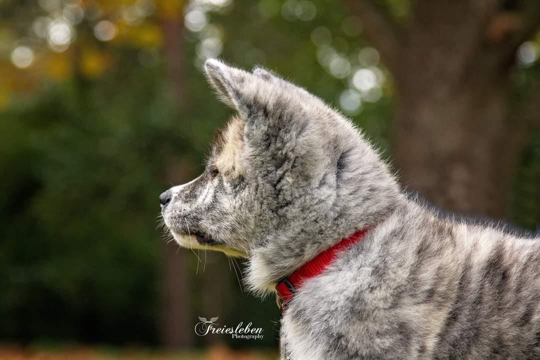 Akita inu Sachihiro Go billede 8