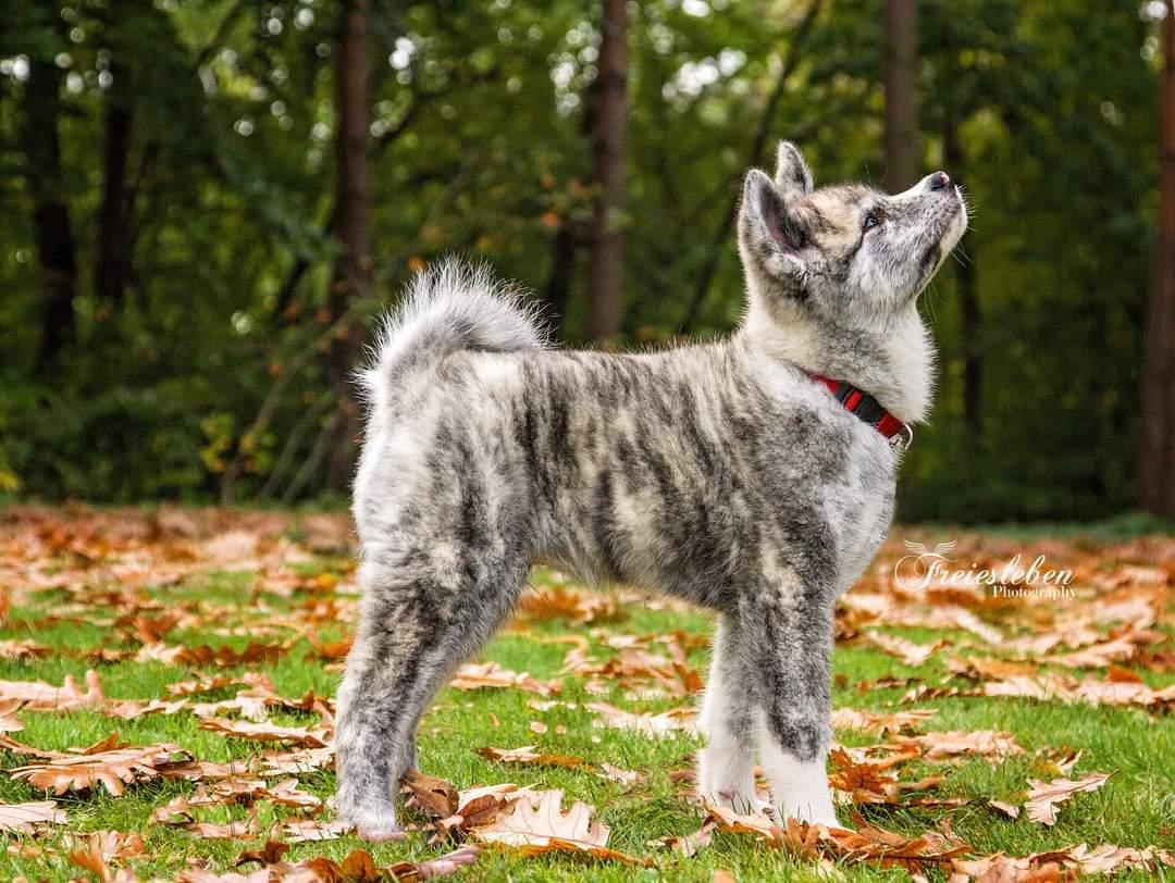 Akita inu Sachihiro Go billede 9