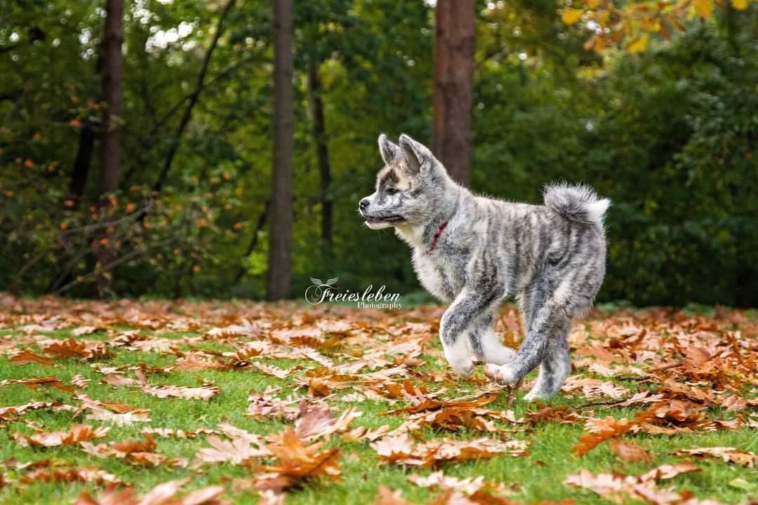 Akita inu Sachihiro Go billede 10