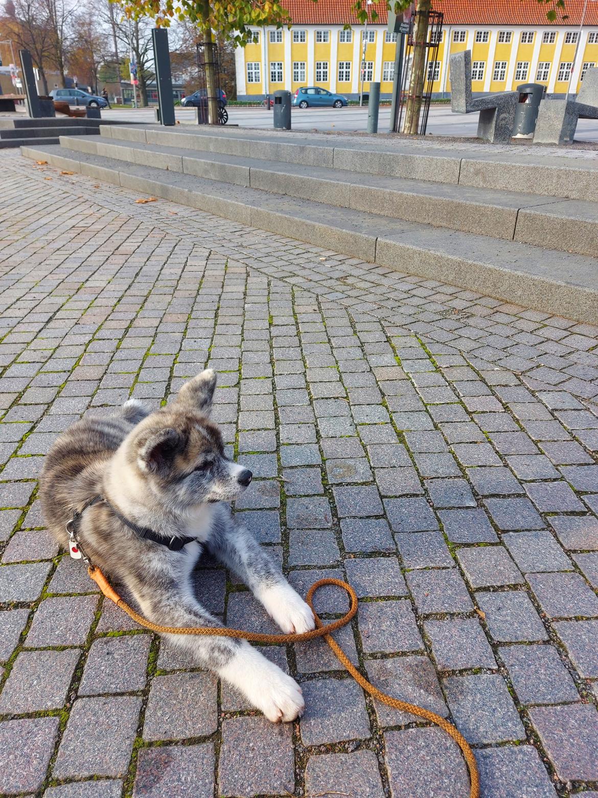 Akita inu Sachihiro Go - 14 uger gammel 🖤 billede 12