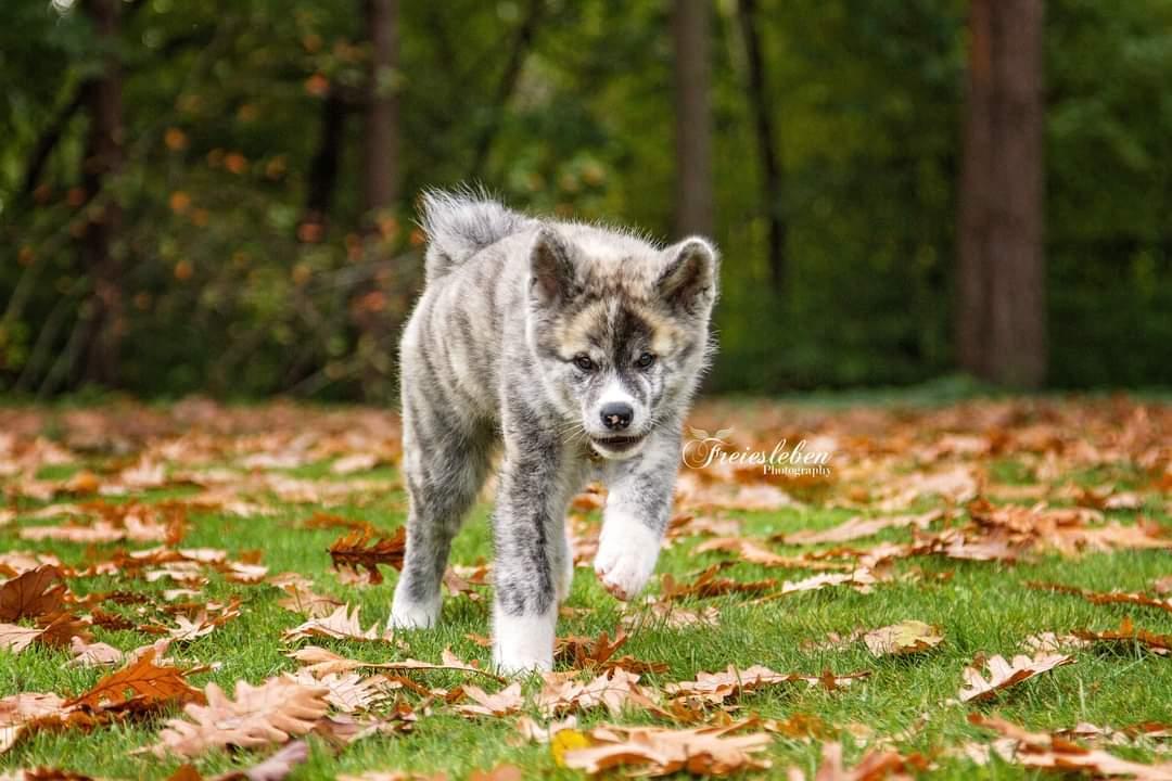 Akita inu Sachihiro Go billede 6