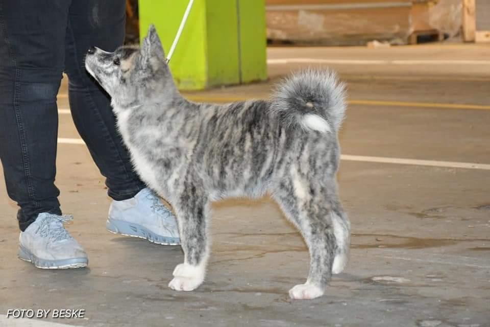 Akita inu Sachihiro Go - 13 uger gammel  billede 11