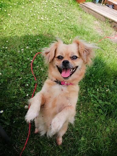 Pekingeser Soffy billede 4