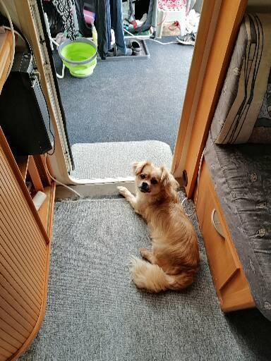 Pekingeser Soffy billede 2