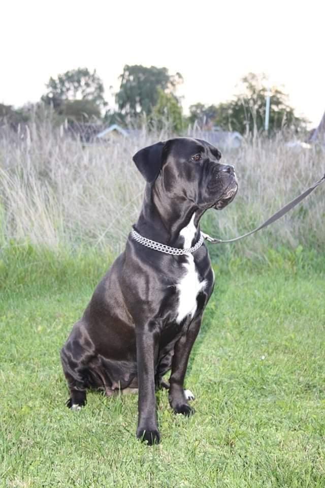 Cane corso Marley billede 1