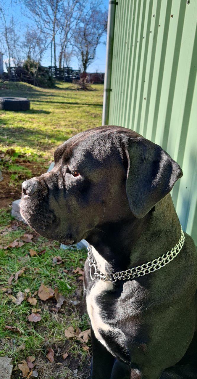 Cane corso Marley billede 2
