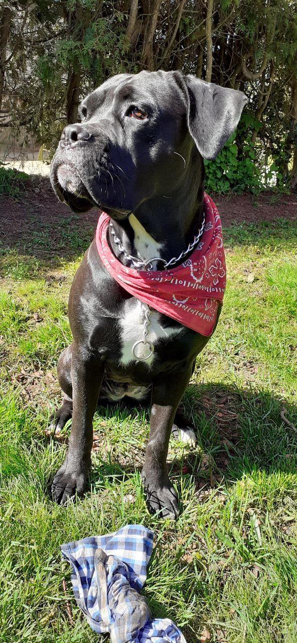 Cane corso Marley billede 4