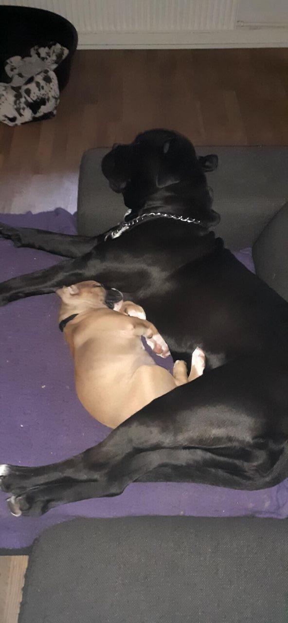 Cane corso Marley billede 3