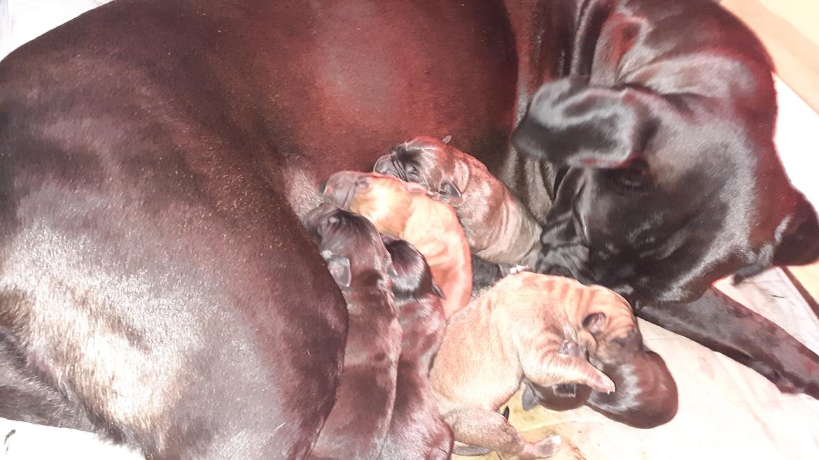 Cane corso Marley billede 5