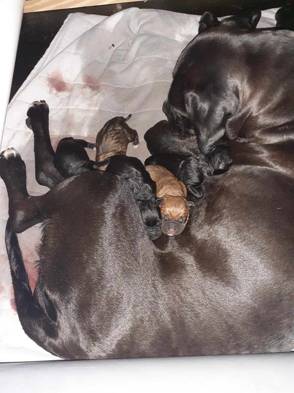 Cane corso Marley billede 6