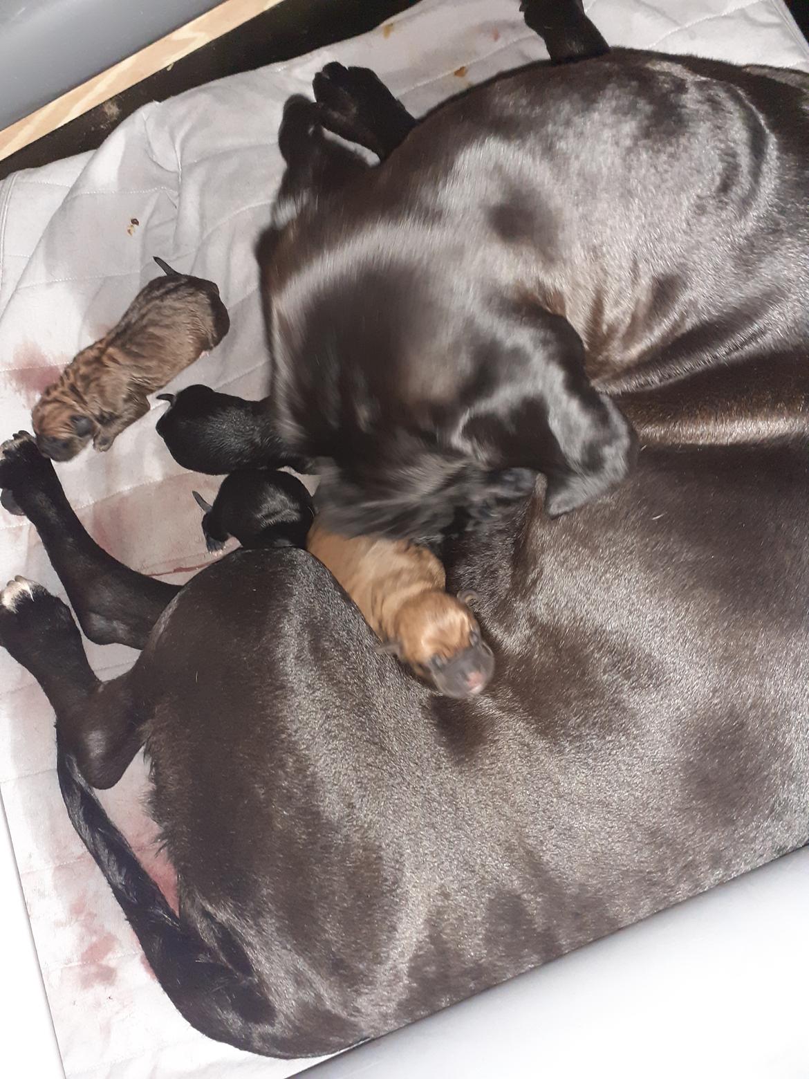 Cane corso Marley billede 7