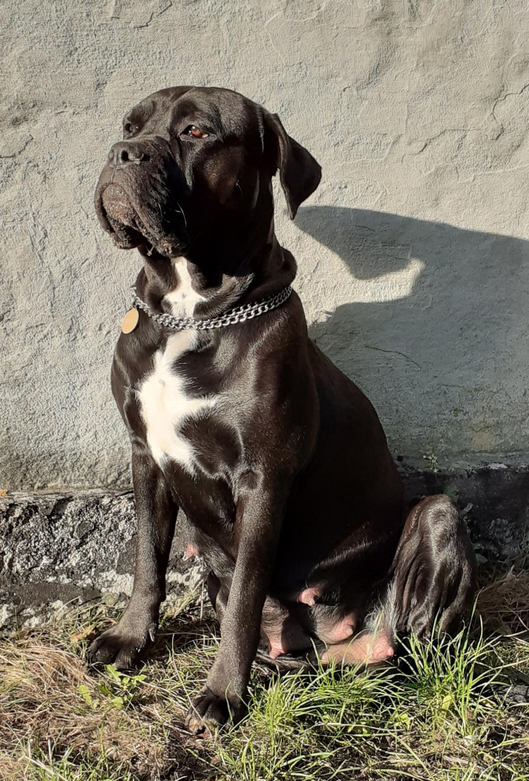Cane corso Marley billede 10