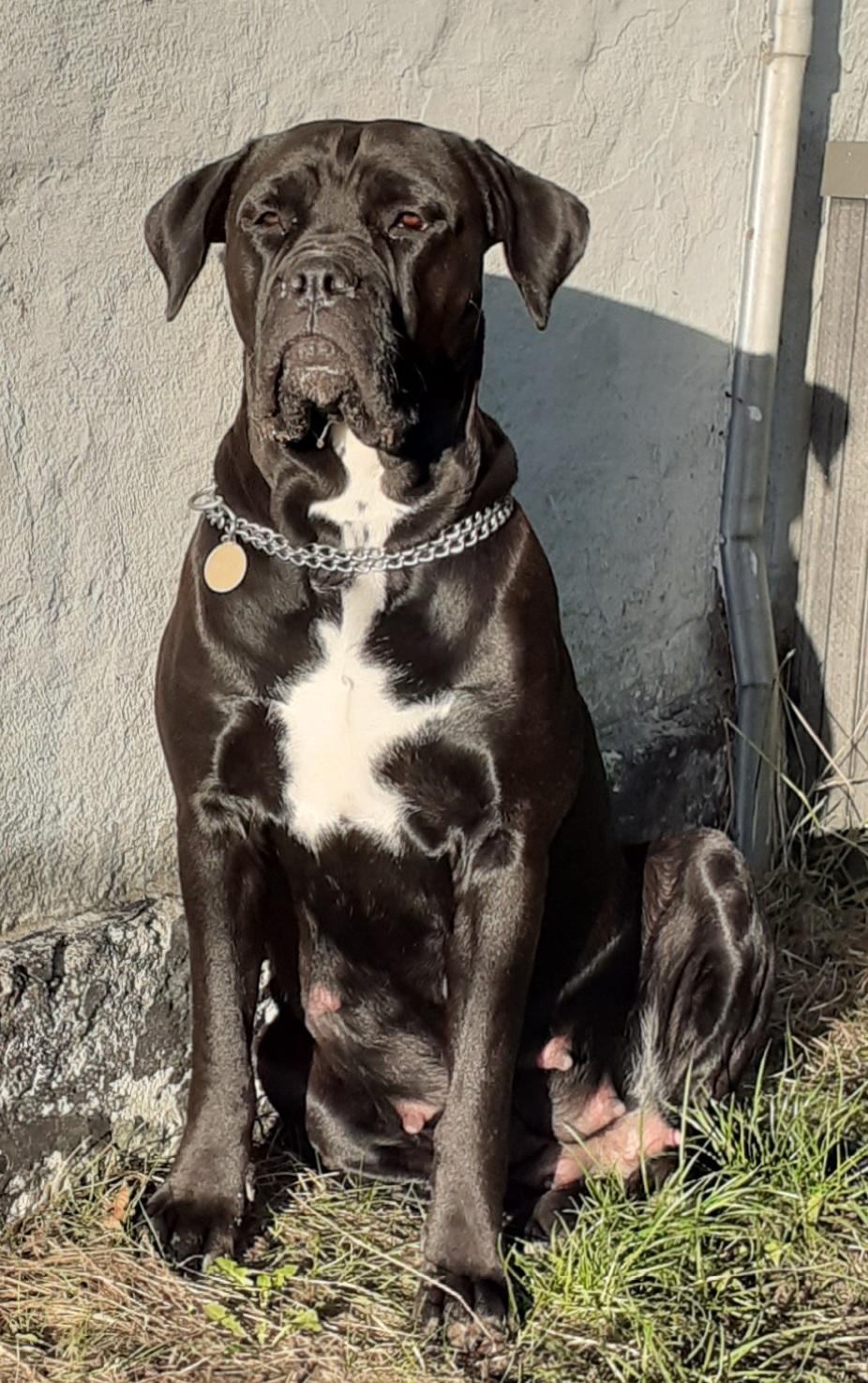 Cane corso Marley billede 8