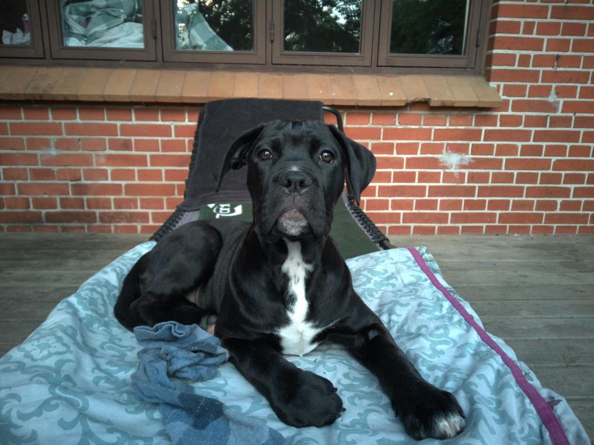 Cane corso Marley billede 9