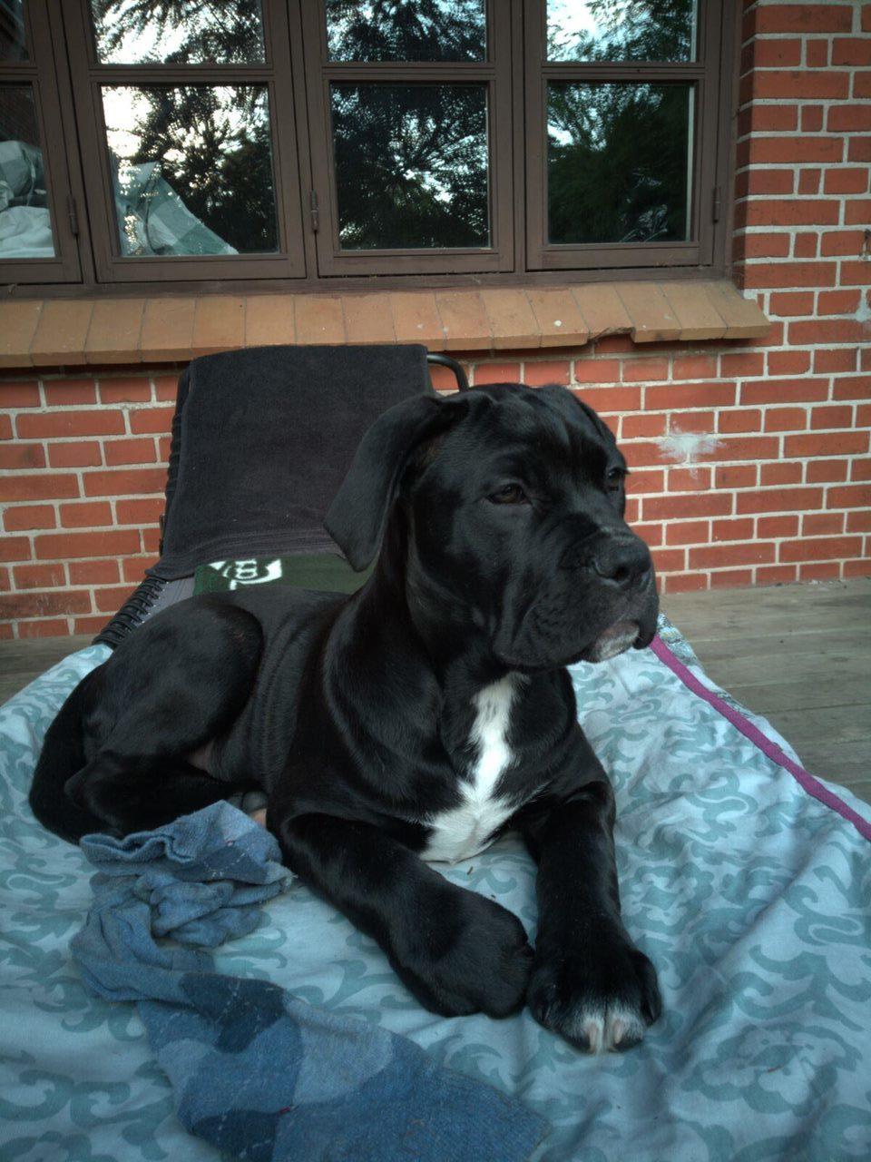 Cane corso Marley billede 12