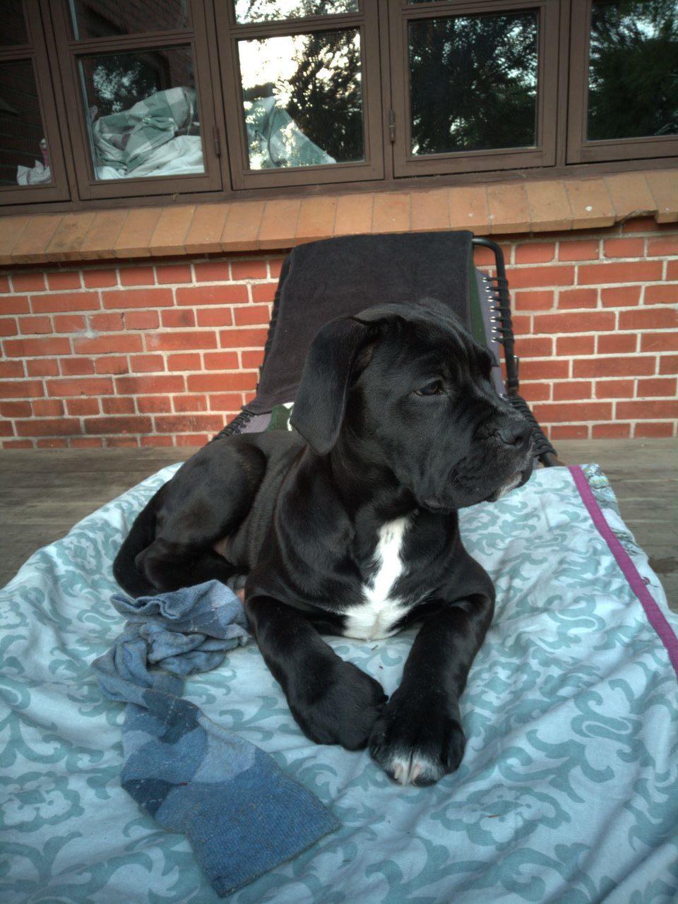 Cane corso Marley billede 11