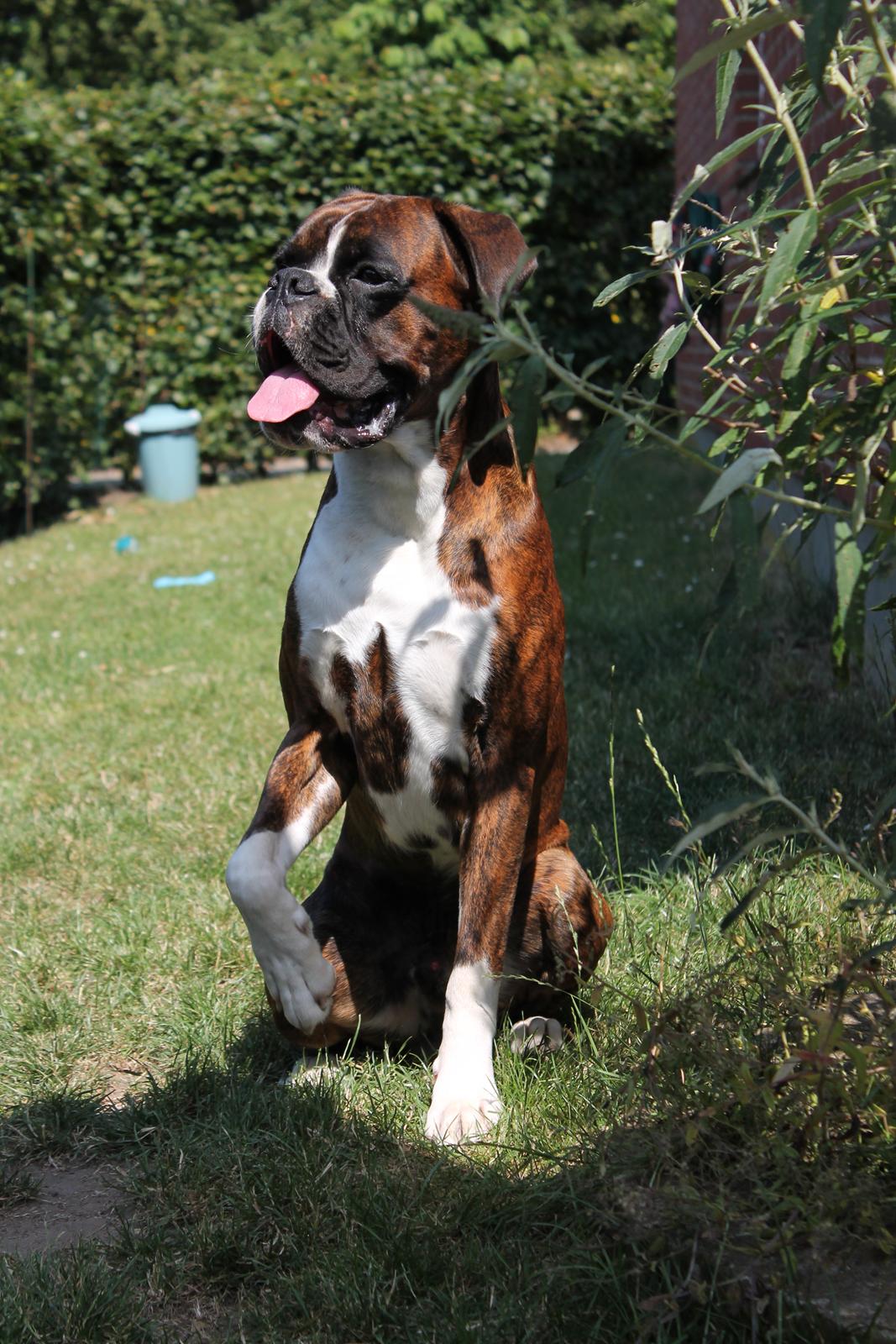 Boxer Argos billede 1