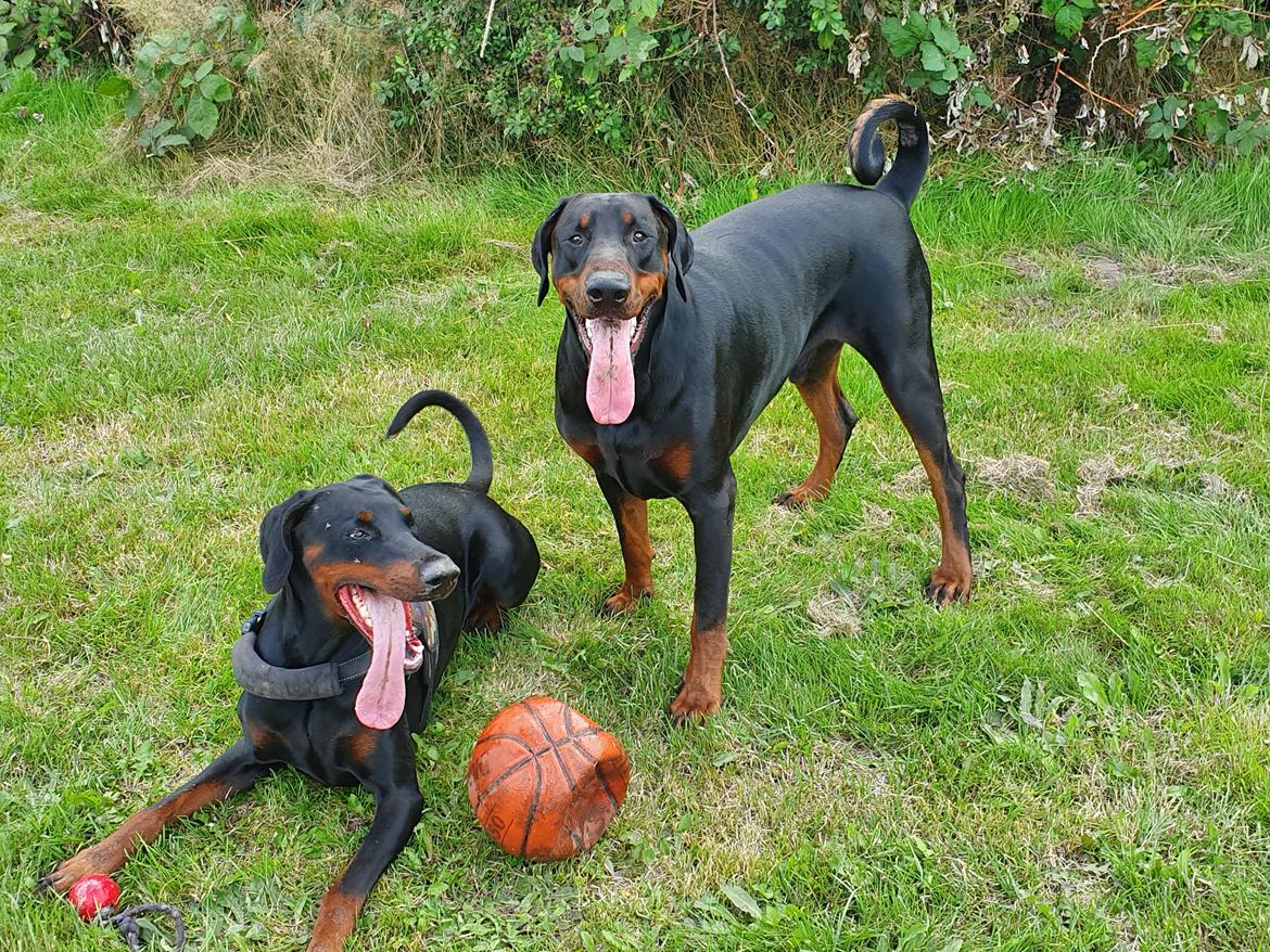 Dobermann Ernst & Candy billede 1