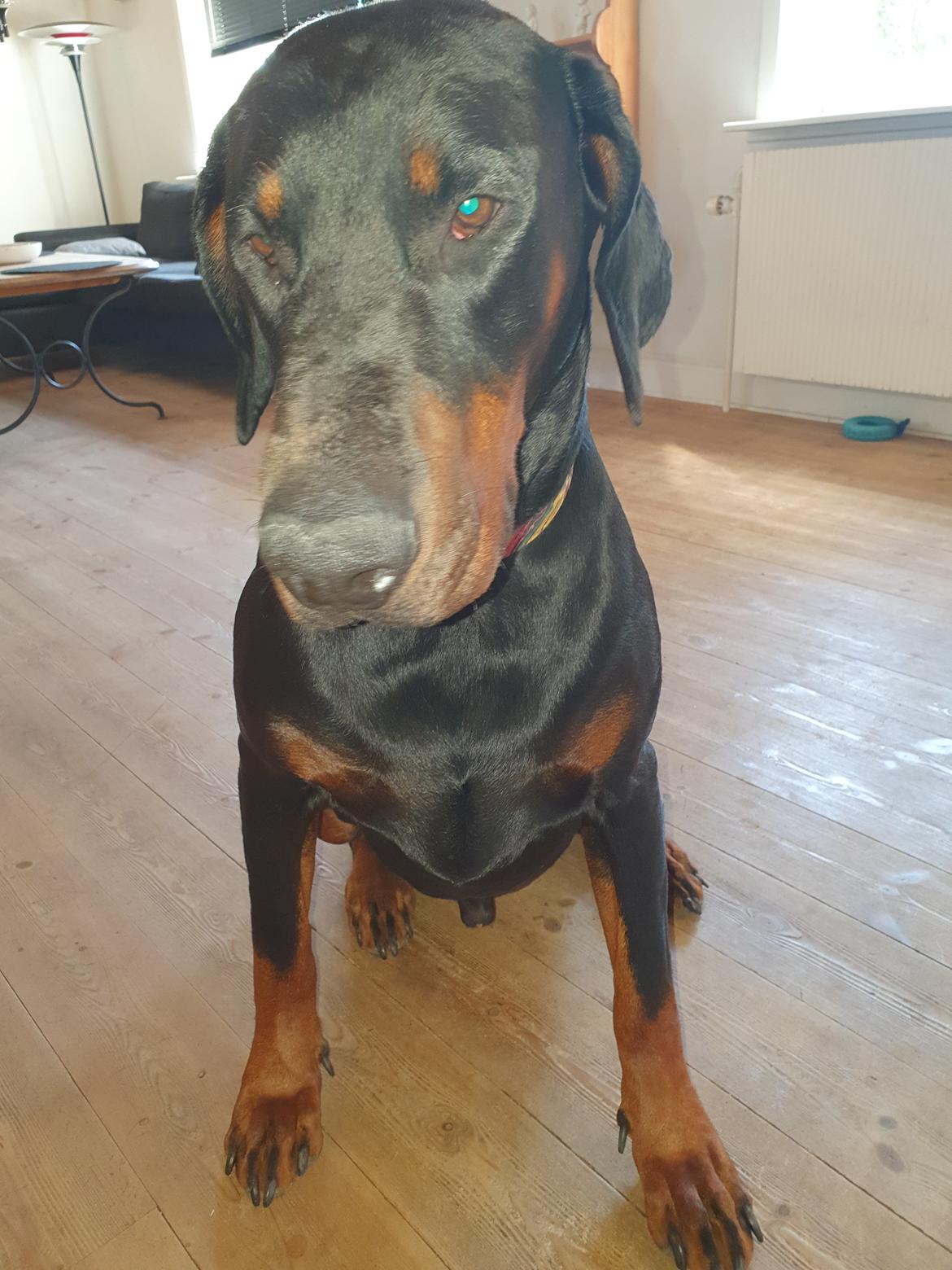 Dobermann Ernst & Candy billede 5