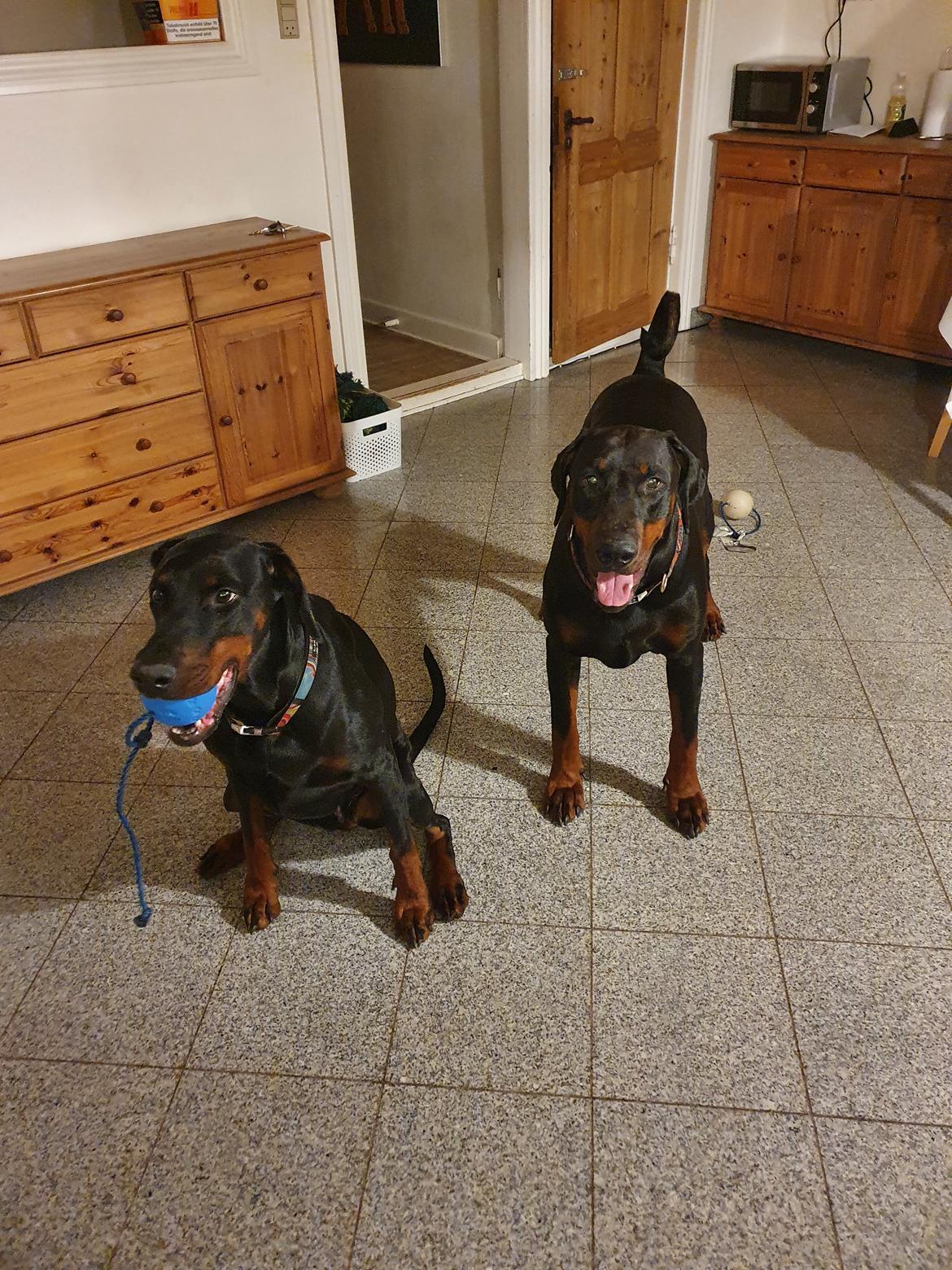 Dobermann Ernst & Candy billede 7