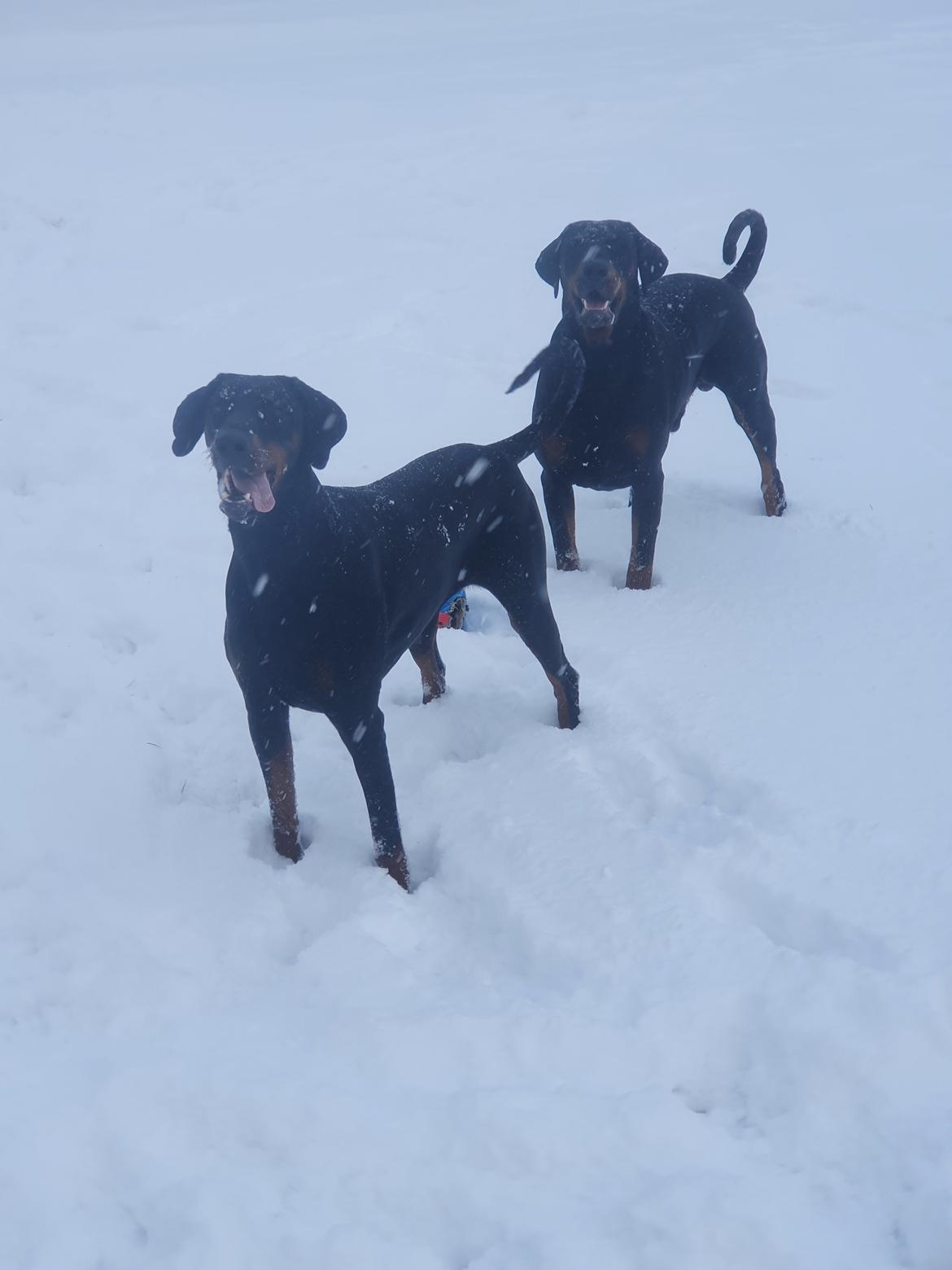 Dobermann Ernst & Candy billede 9