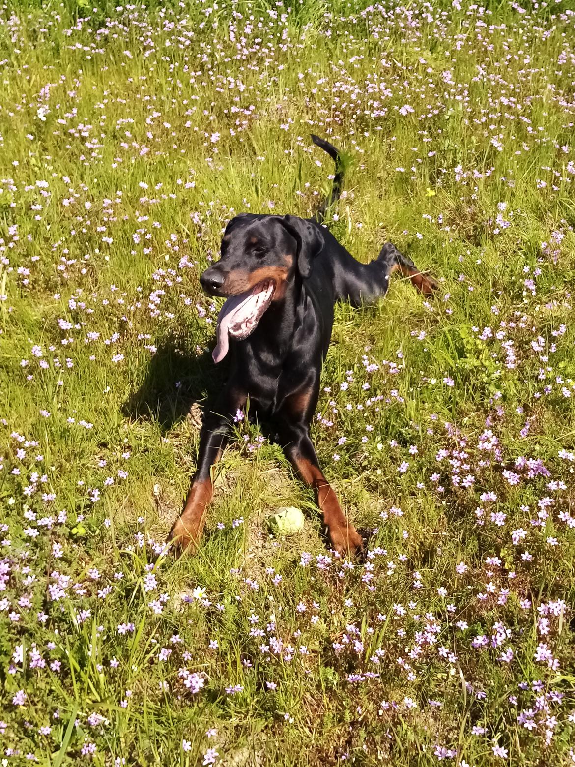 Dobermann Ernst & Candy billede 12