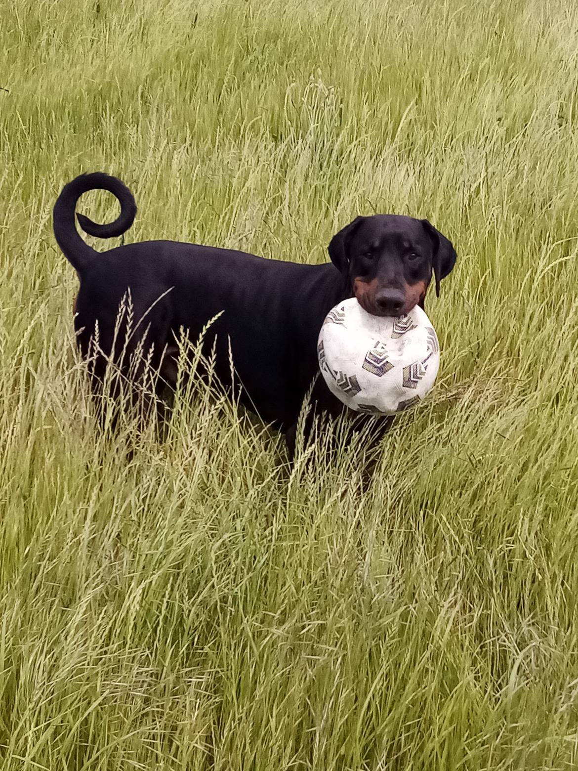 Dobermann Ernst & Candy billede 13