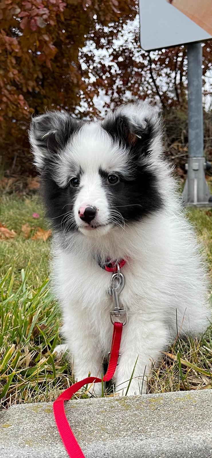 Shetland sheepdog Akyra Hyena´s Dream billede 1