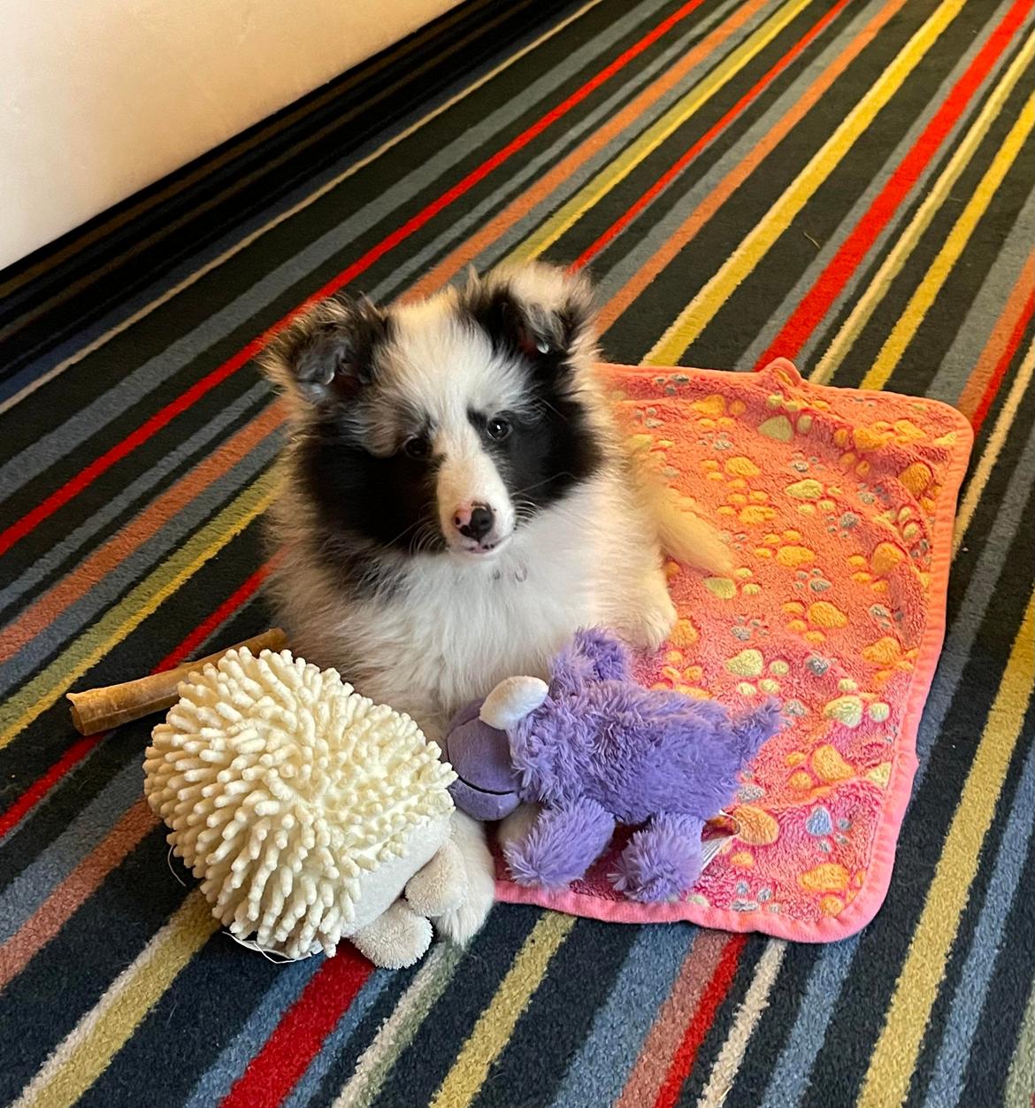 Shetland sheepdog Akyra Hyena´s Dream billede 8