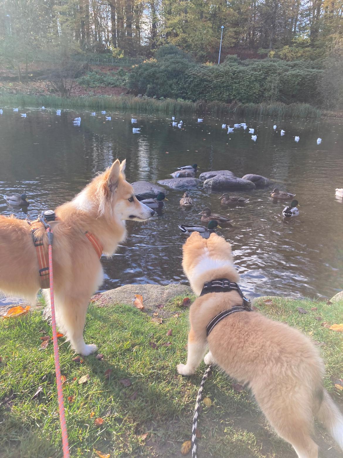 Blanding af racer Maisie billede 17