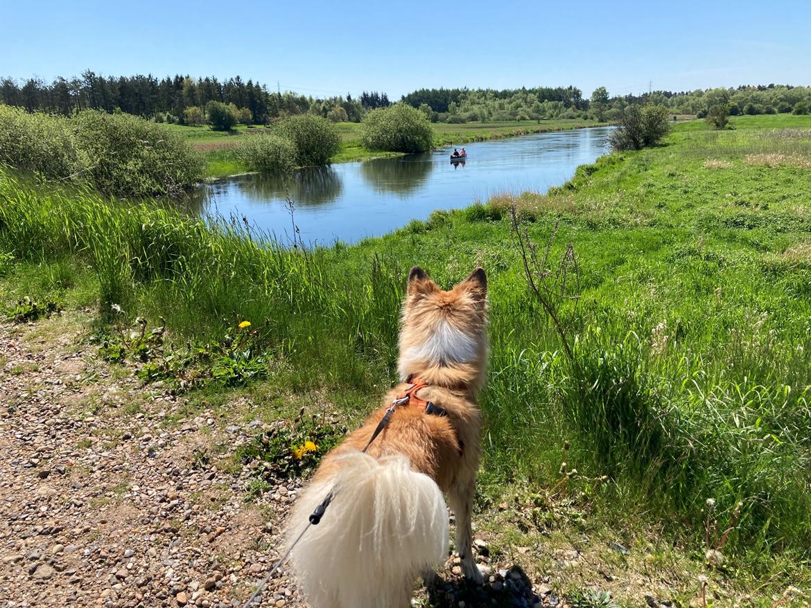 Blanding af racer Maisie billede 20