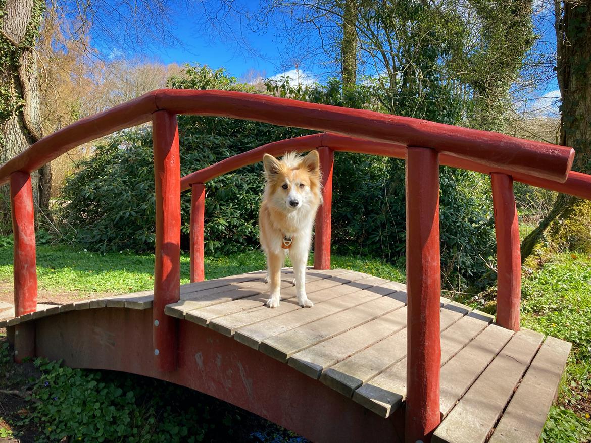 Blanding af racer Maisie billede 23