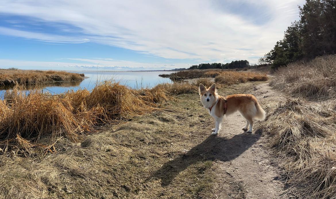 Blanding af racer Maisie billede 24