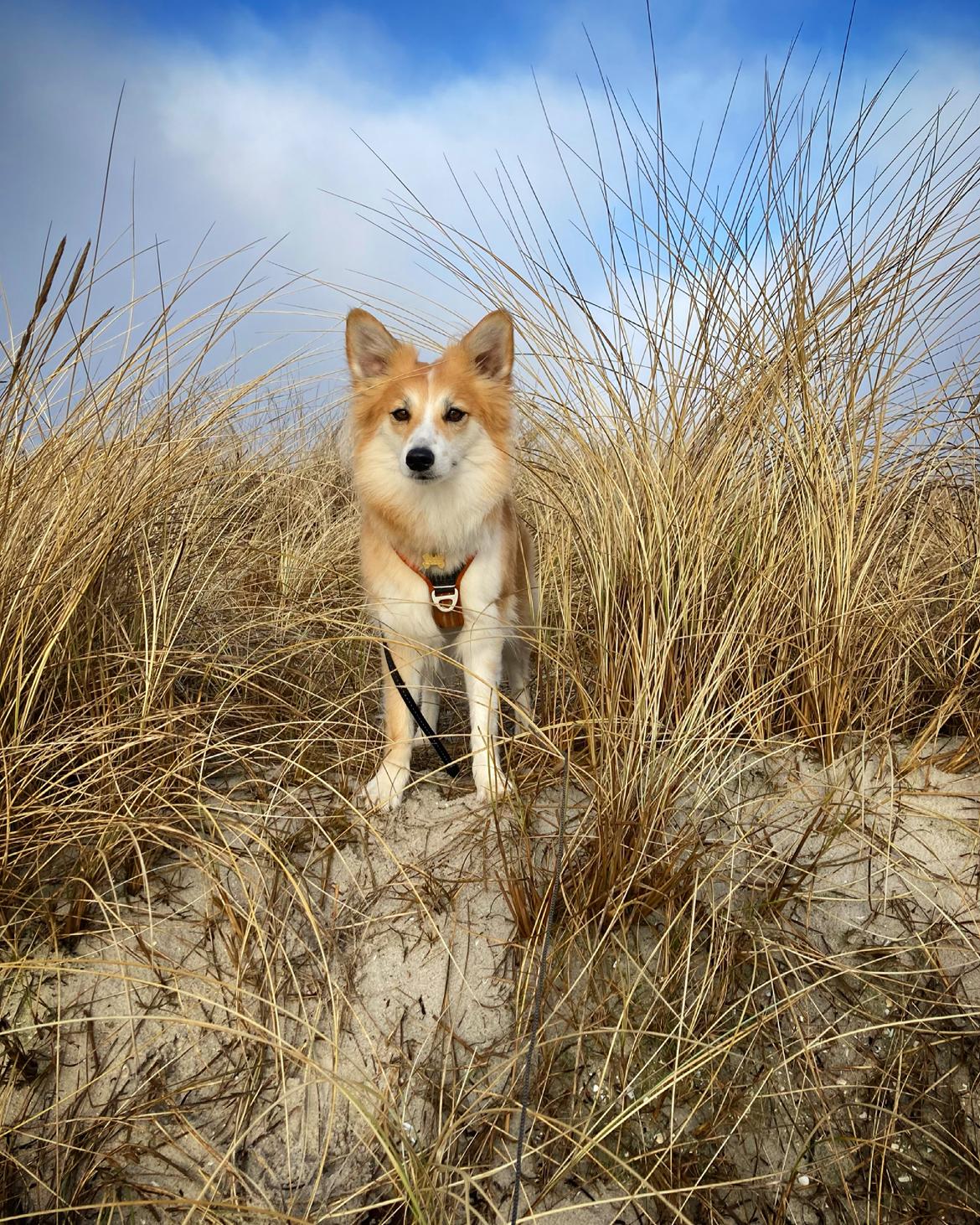 Blanding af racer Maisie billede 25