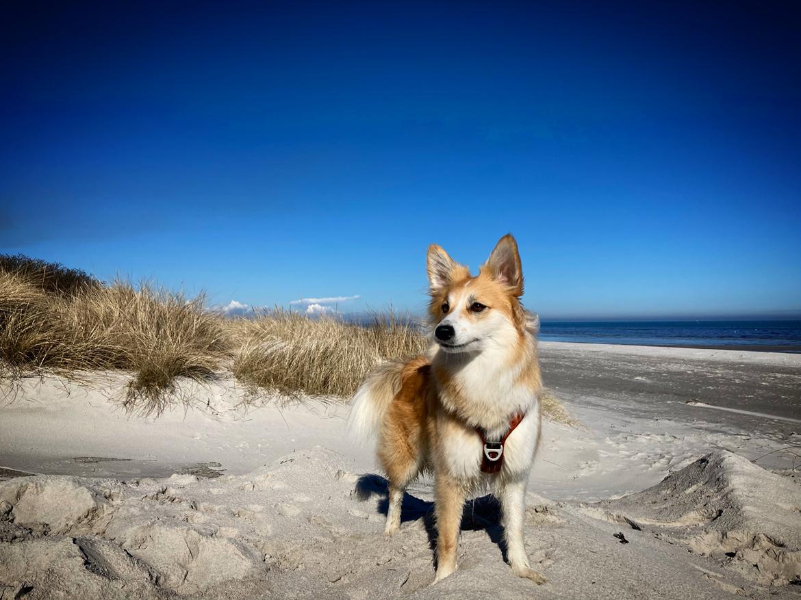 Blanding af racer Maisie billede 26