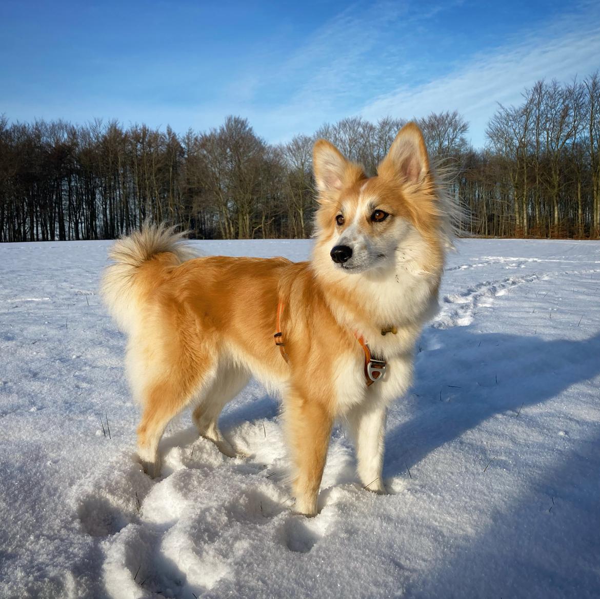 Blanding af racer Maisie billede 27