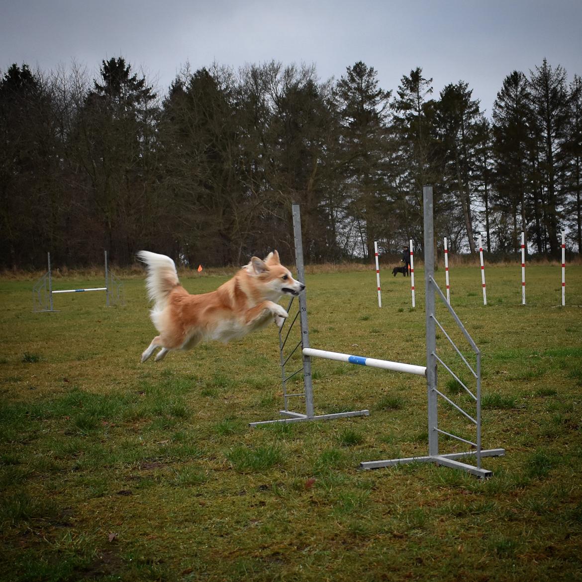 Blanding af racer Maisie billede 28