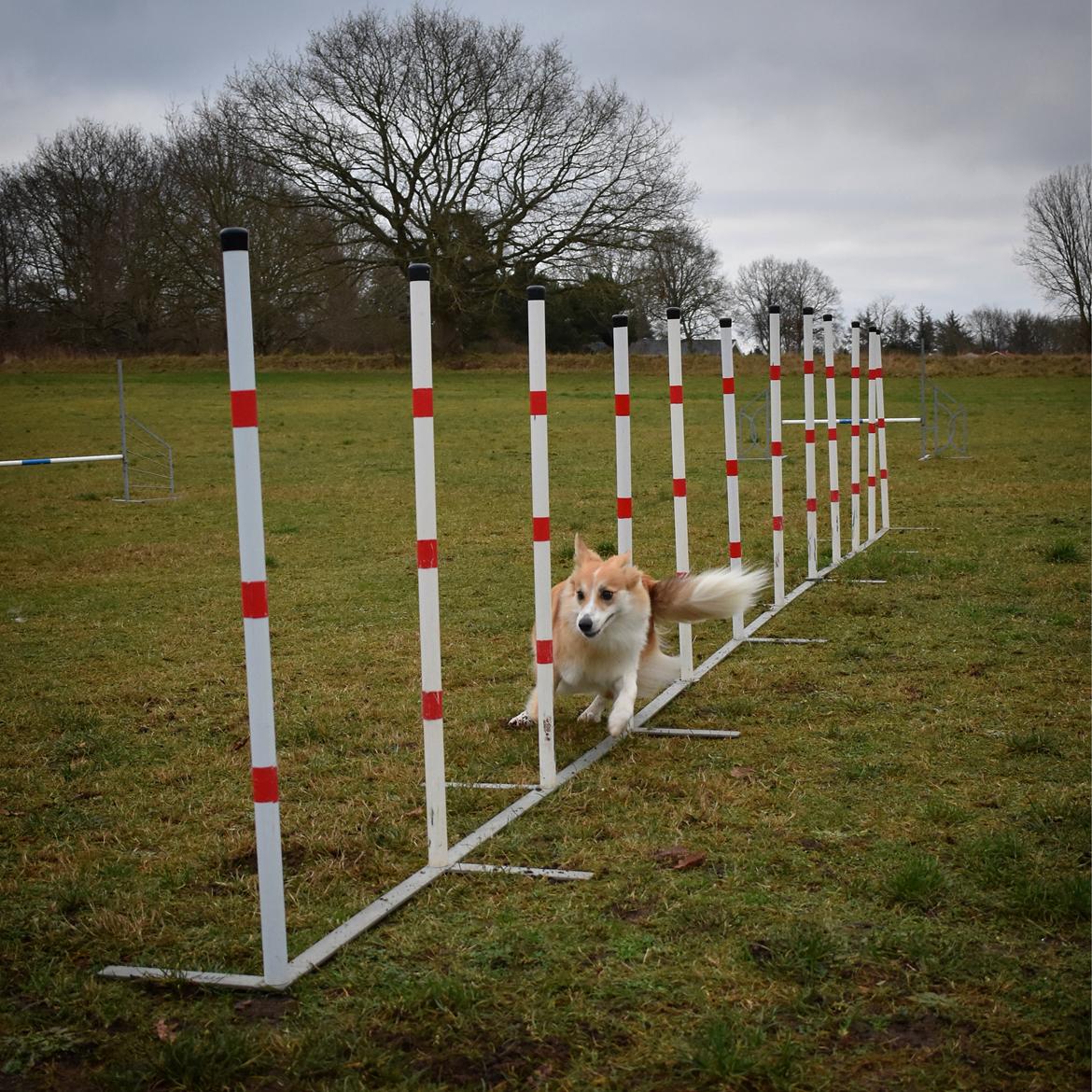 Blanding af racer Maisie billede 29