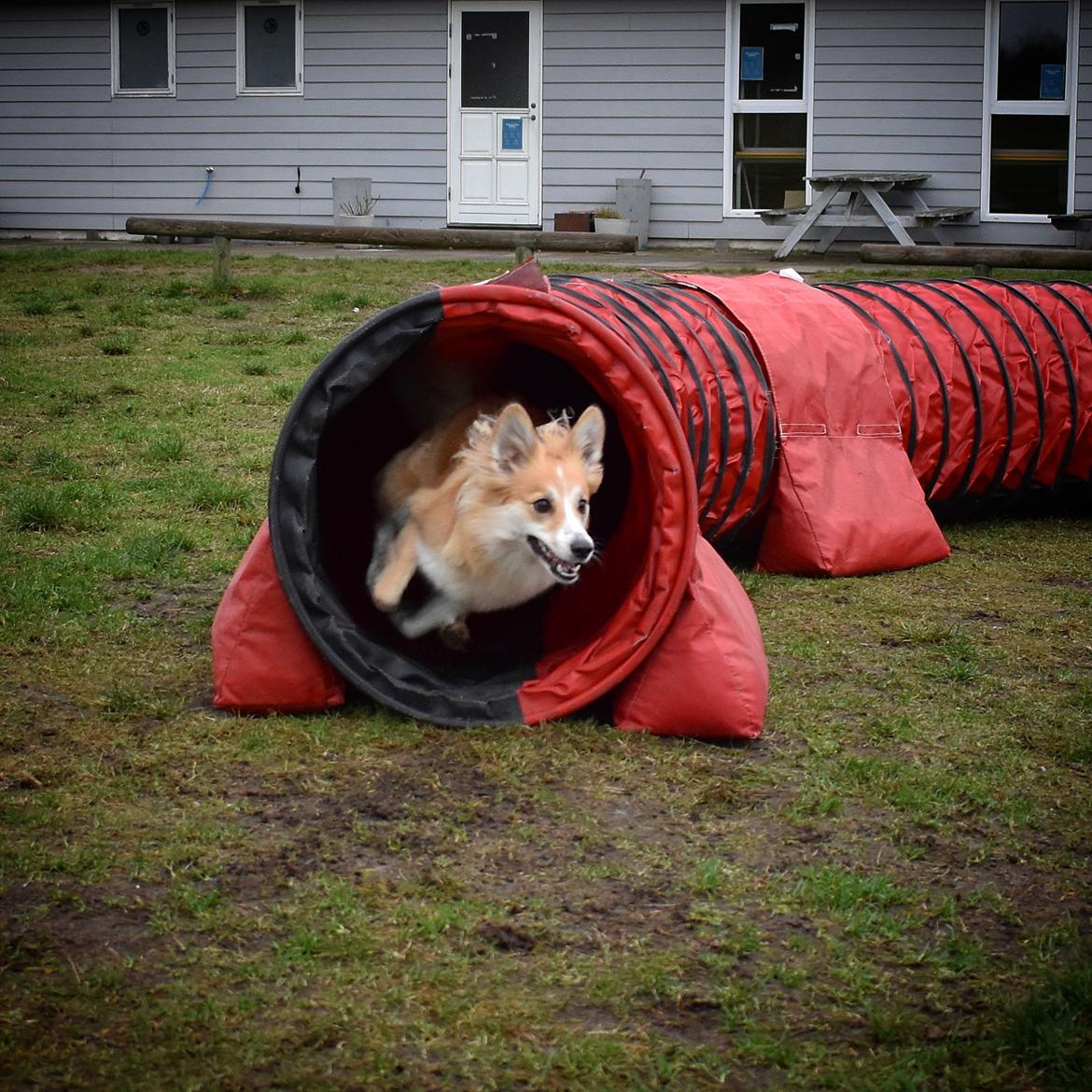 Blanding af racer Maisie billede 30