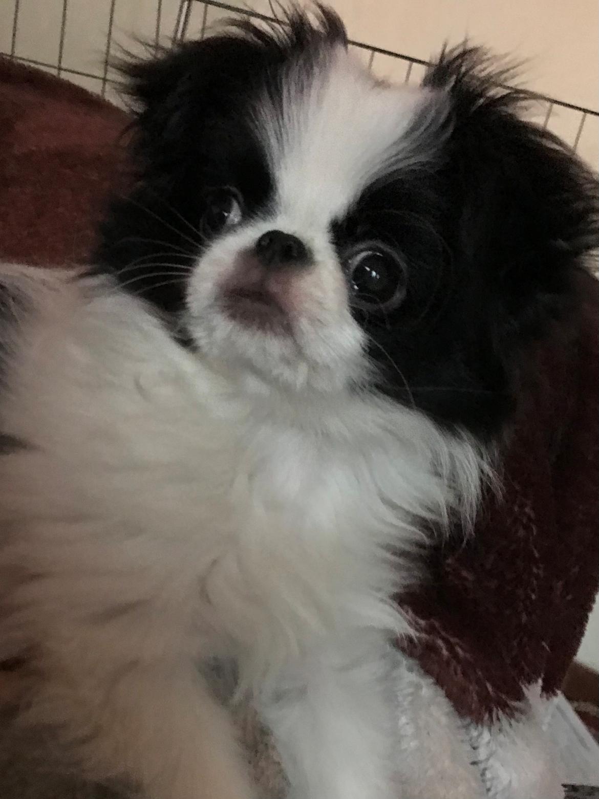 Japanese Jazmine billede 4