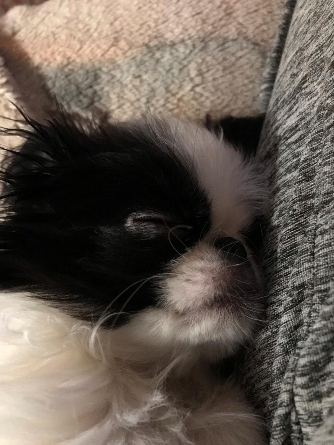 Japanese Jazmine billede 5