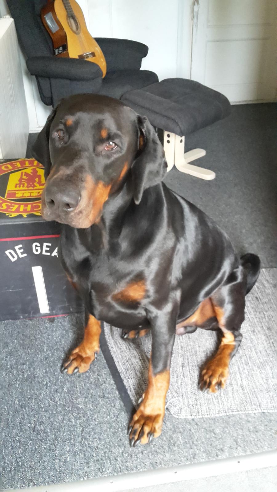 Dobermann Ernst billede 3