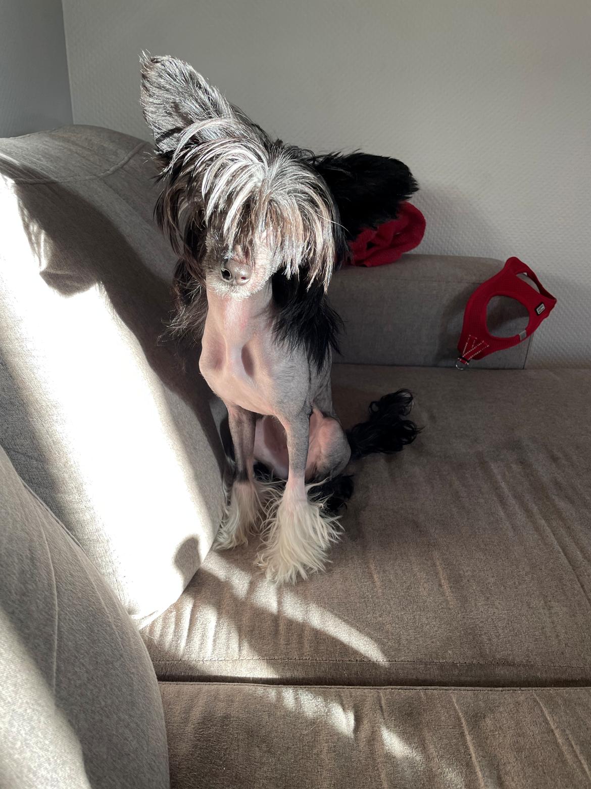 Chinese crested hårløs DJ billede 1