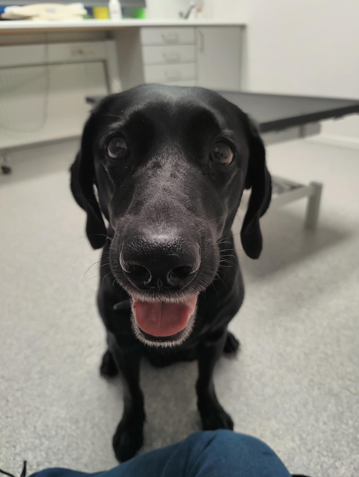 Blanding af racer Trixie - Sidste billede af Trixie inden hun skal sove for godt. Hun havde fået infektion i livmoderen og havde store smerter billede 40