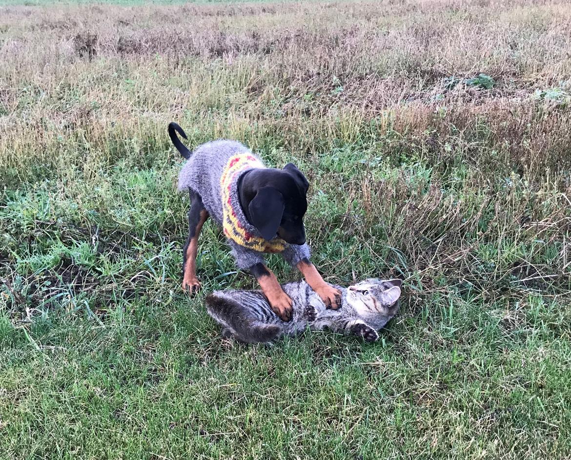 Dobermann Penny von Engelhardt - Penny 9 uger og Kitty billede 8